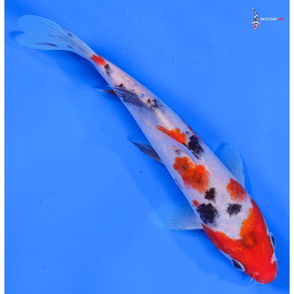 6.5” Imported Sanke