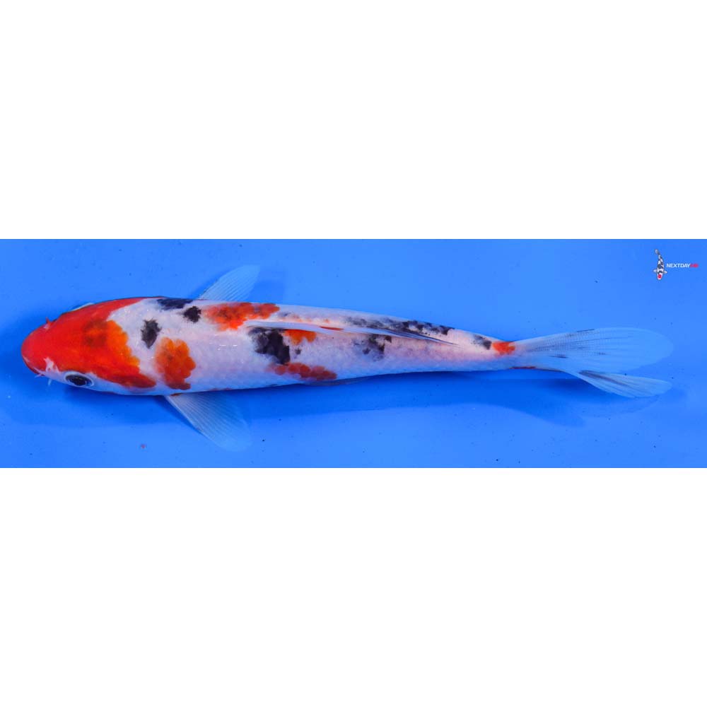 6.5” Imported Sanke