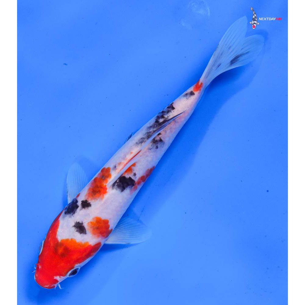 6.5” Imported Sanke