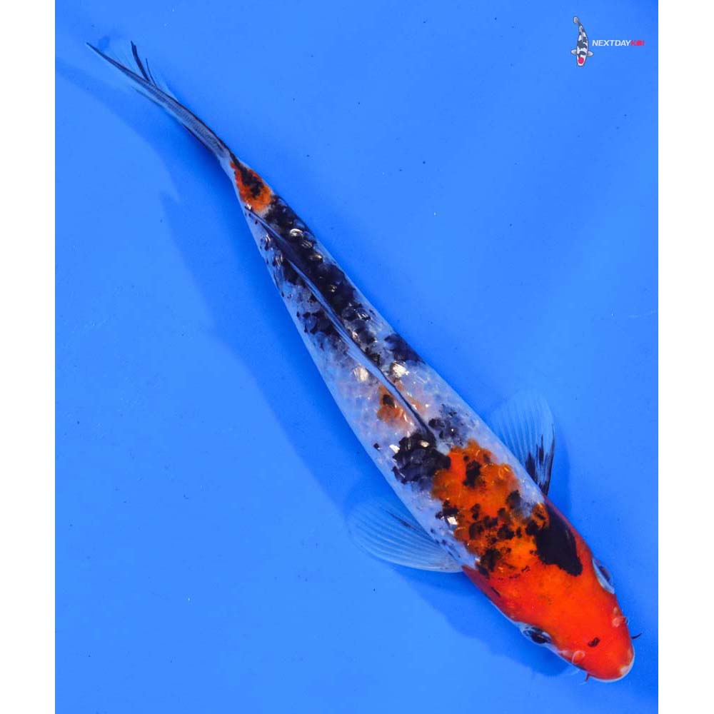 7” Imported Gin Rin Sanke