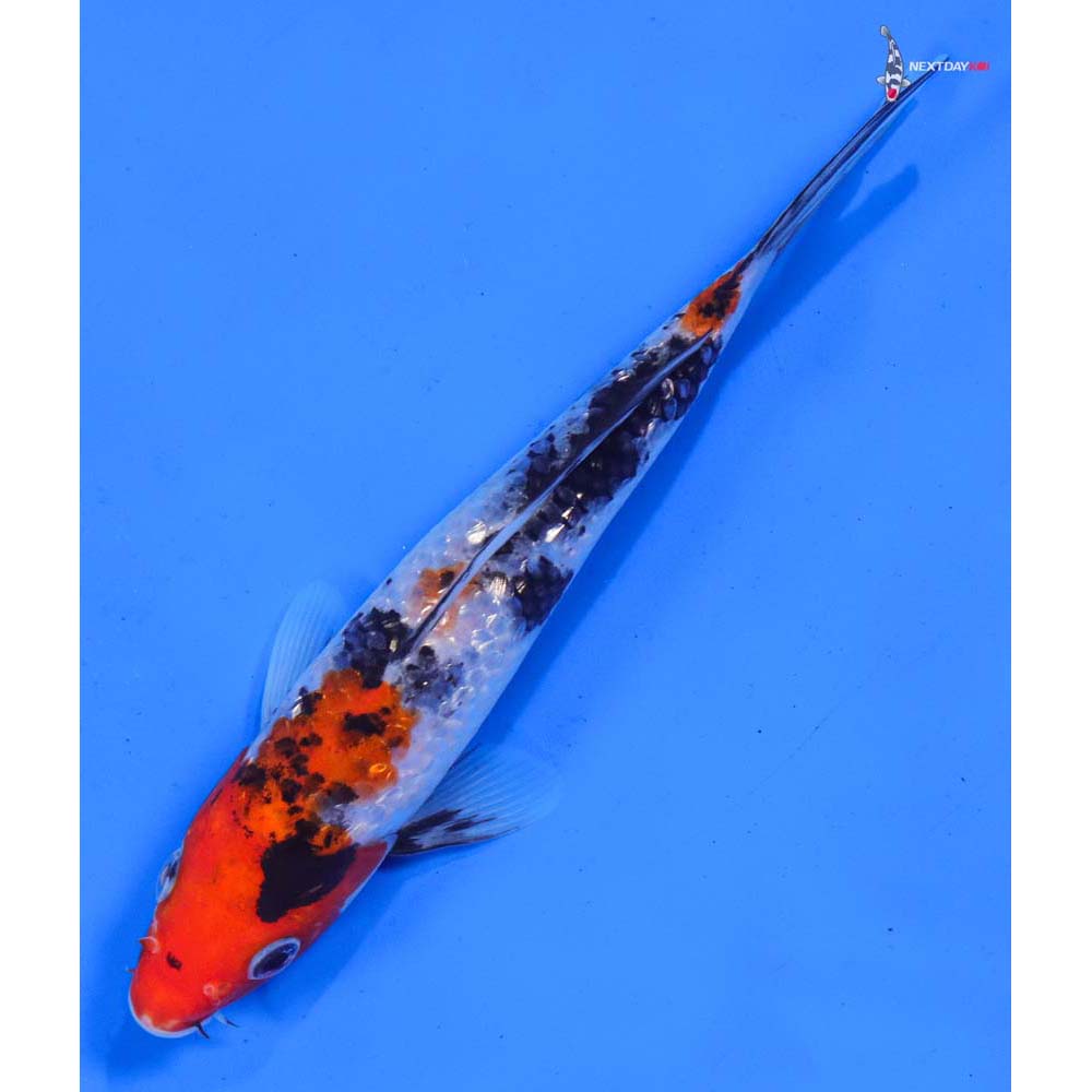 7” Imported Gin Rin Sanke