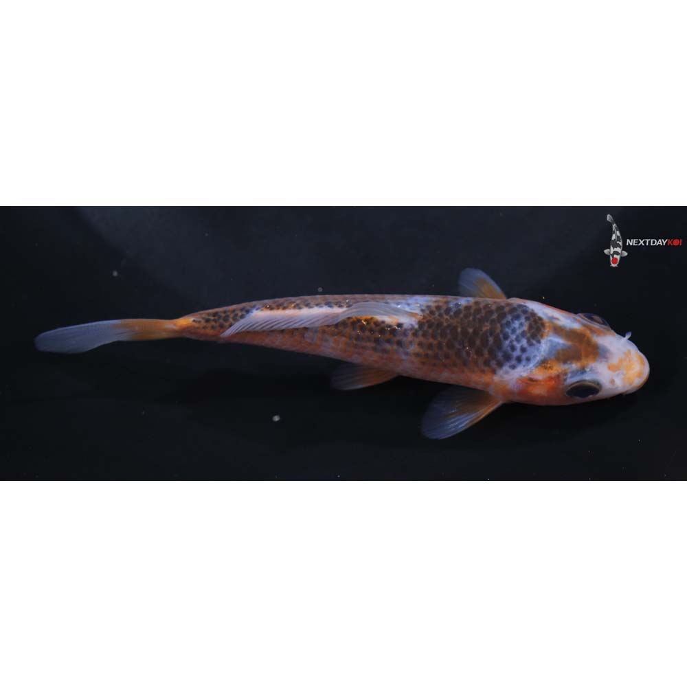 4.5” Imported Asagi