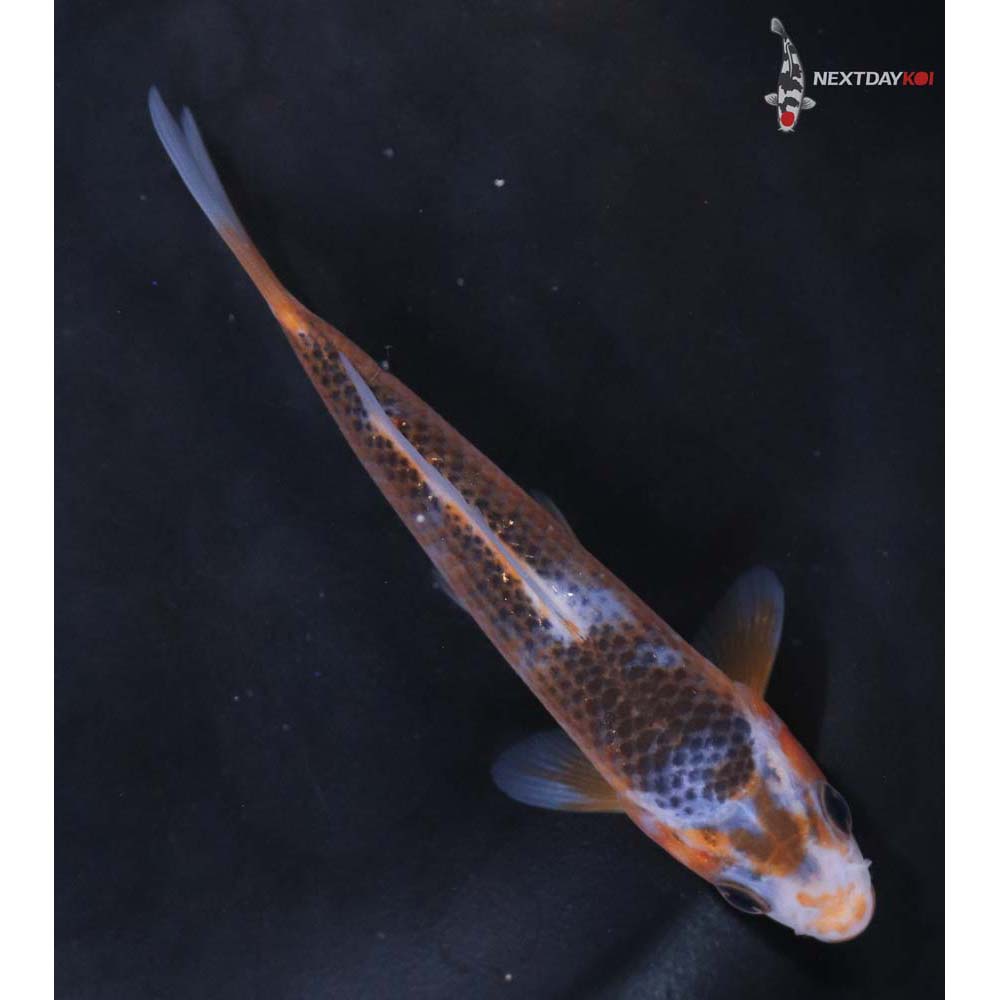 4.5” Imported Asagi