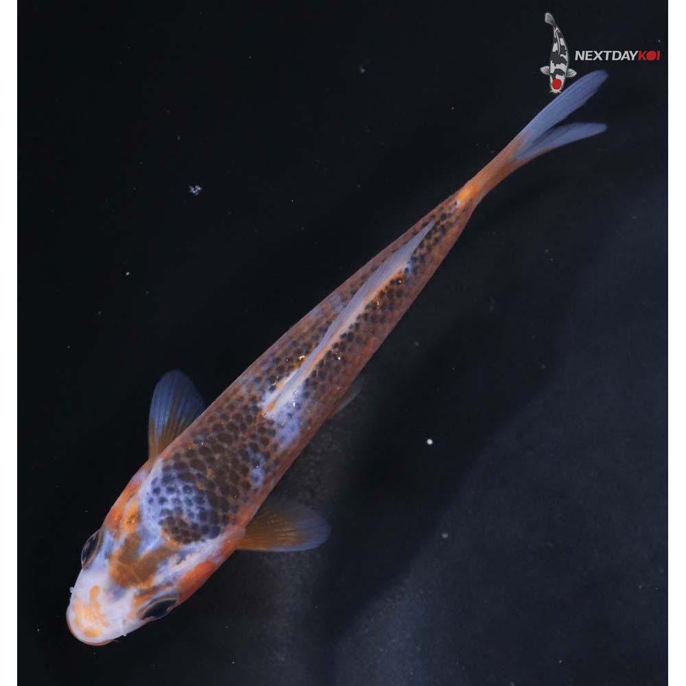 4.5” Imported Asagi