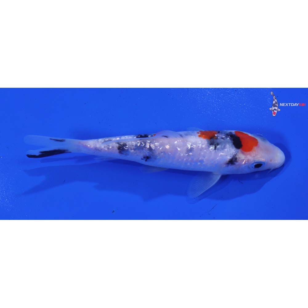 4.5” Imported Gin Rin Sanke