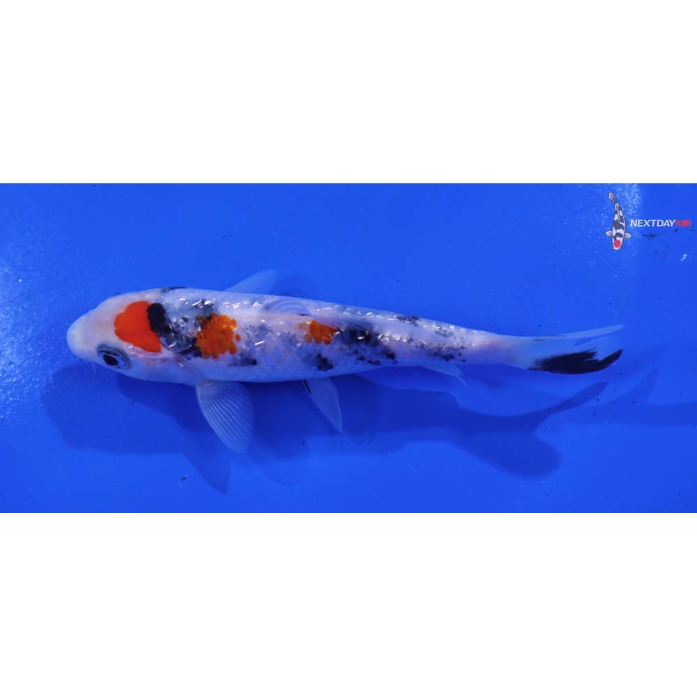 4.5” Imported Gin Rin Sanke