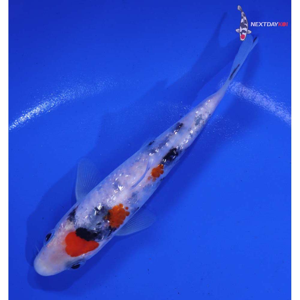 4.5” Imported Gin Rin Sanke