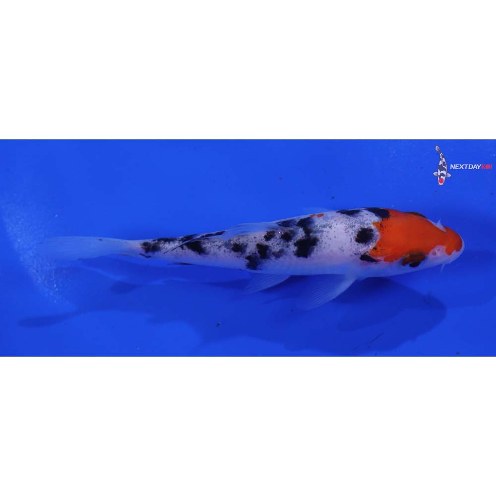 4.5” Imported Doitsu Sanke