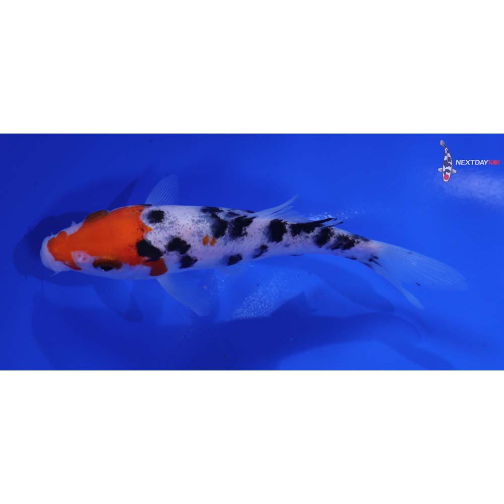 4.5” Imported Doitsu Sanke