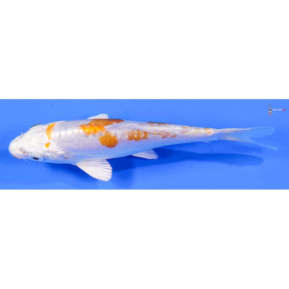 5” Imported Kikusui