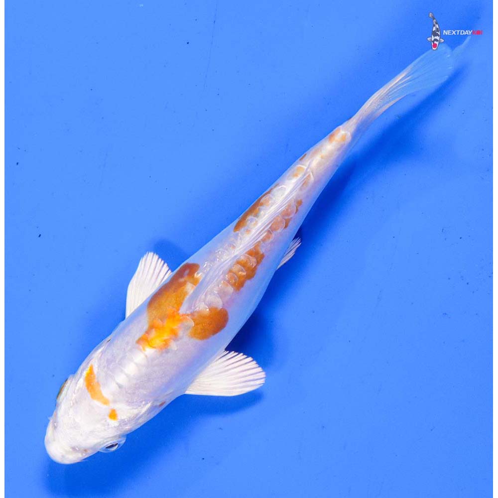 5” Imported Kikusui