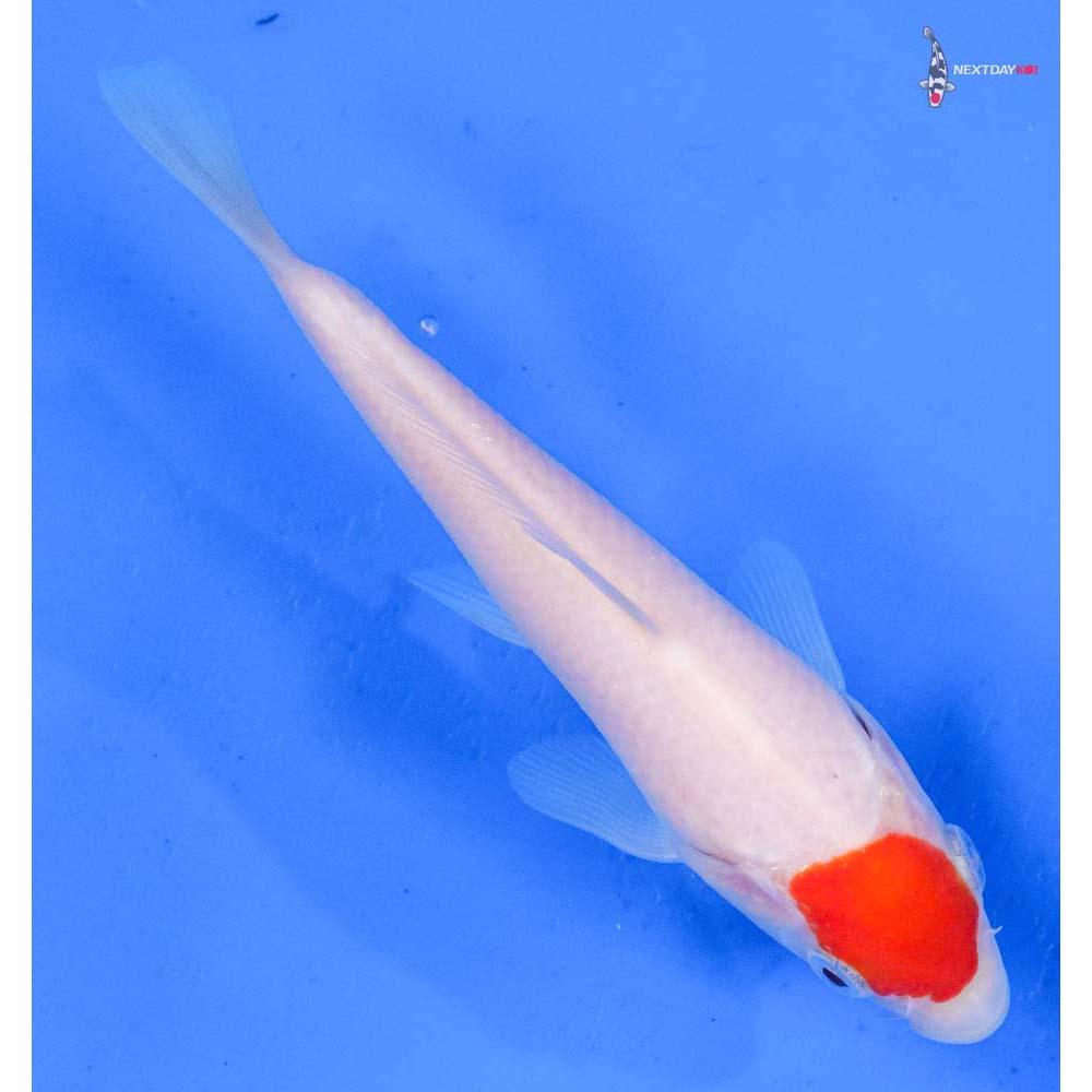5” Imported Kohaku