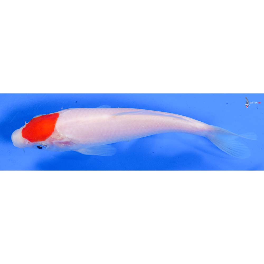 5” Imported Kohaku