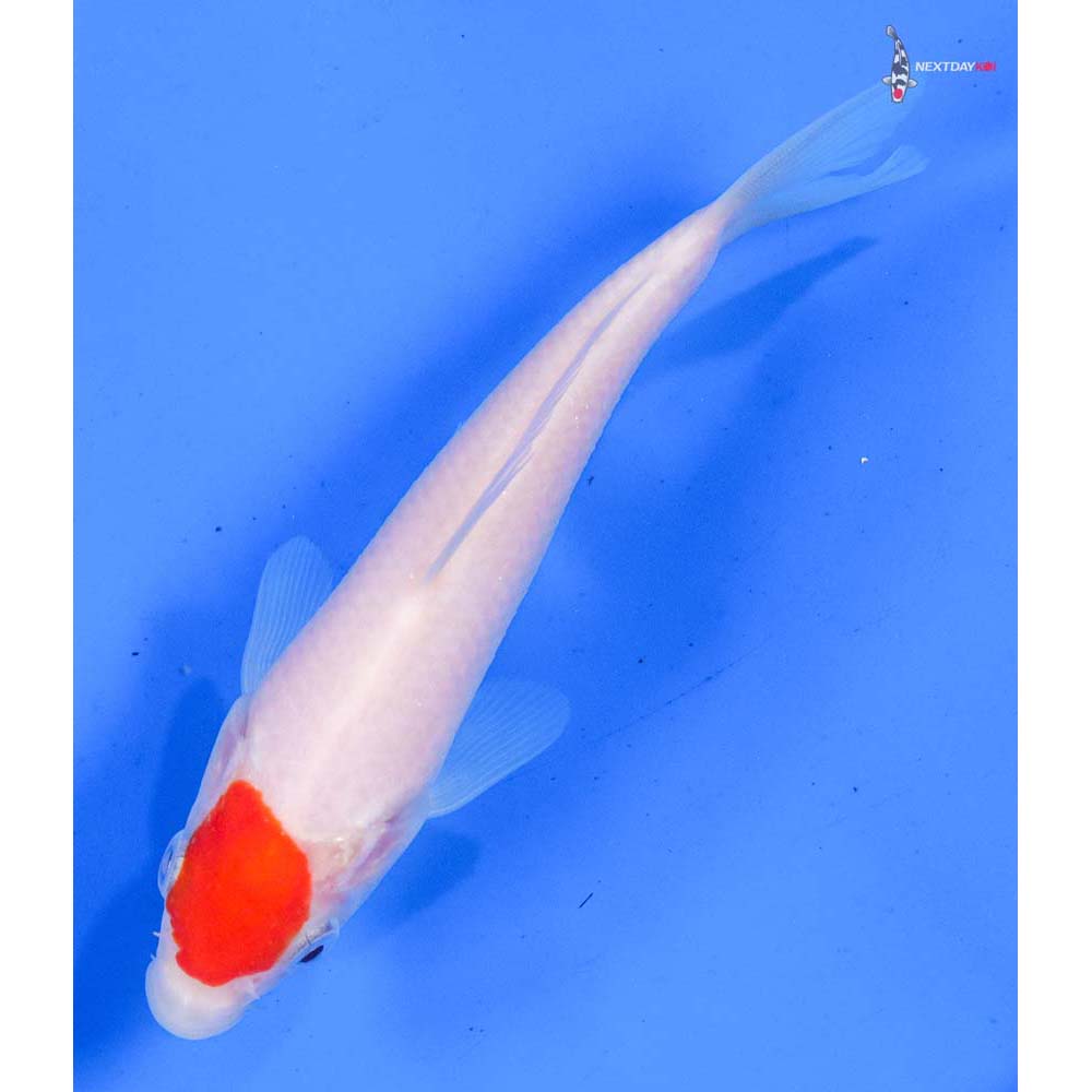 5” Imported Kohaku