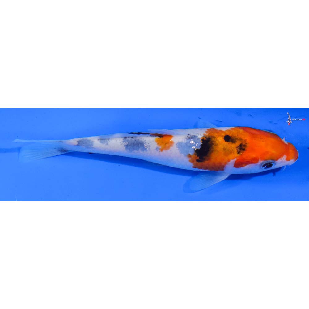 5” Imported Sanke