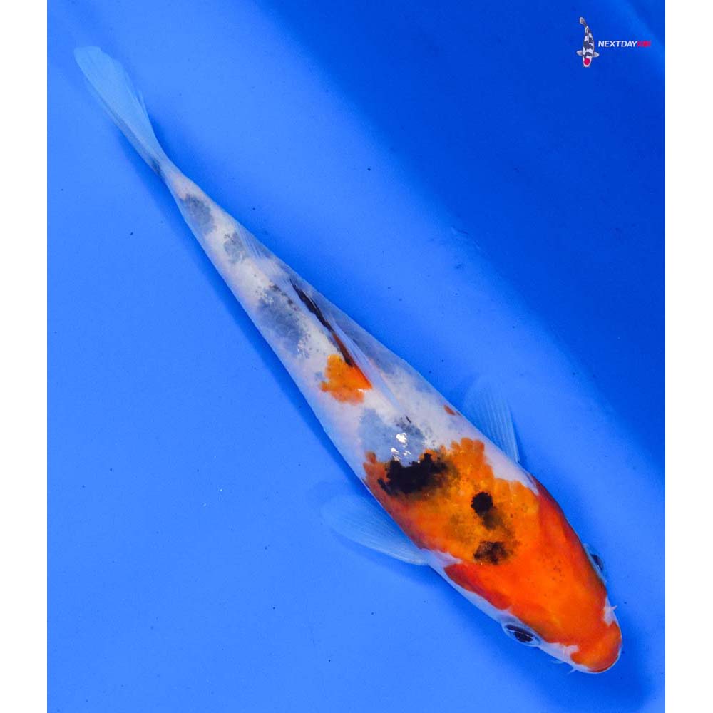 5” Imported Sanke