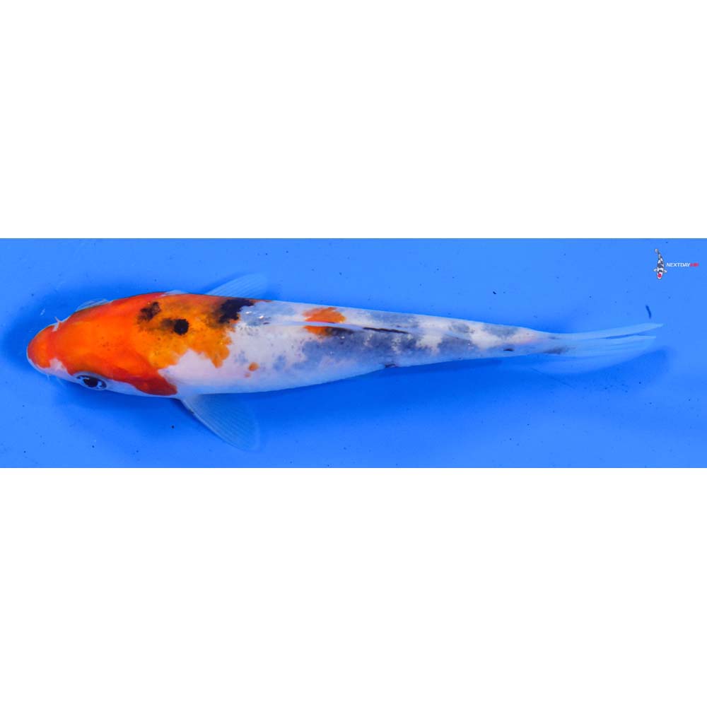 5” Imported Sanke