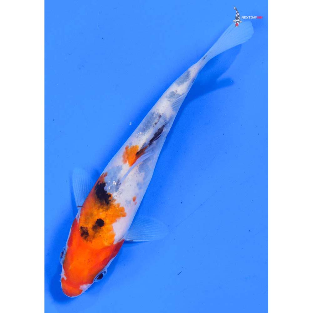 5” Imported Sanke