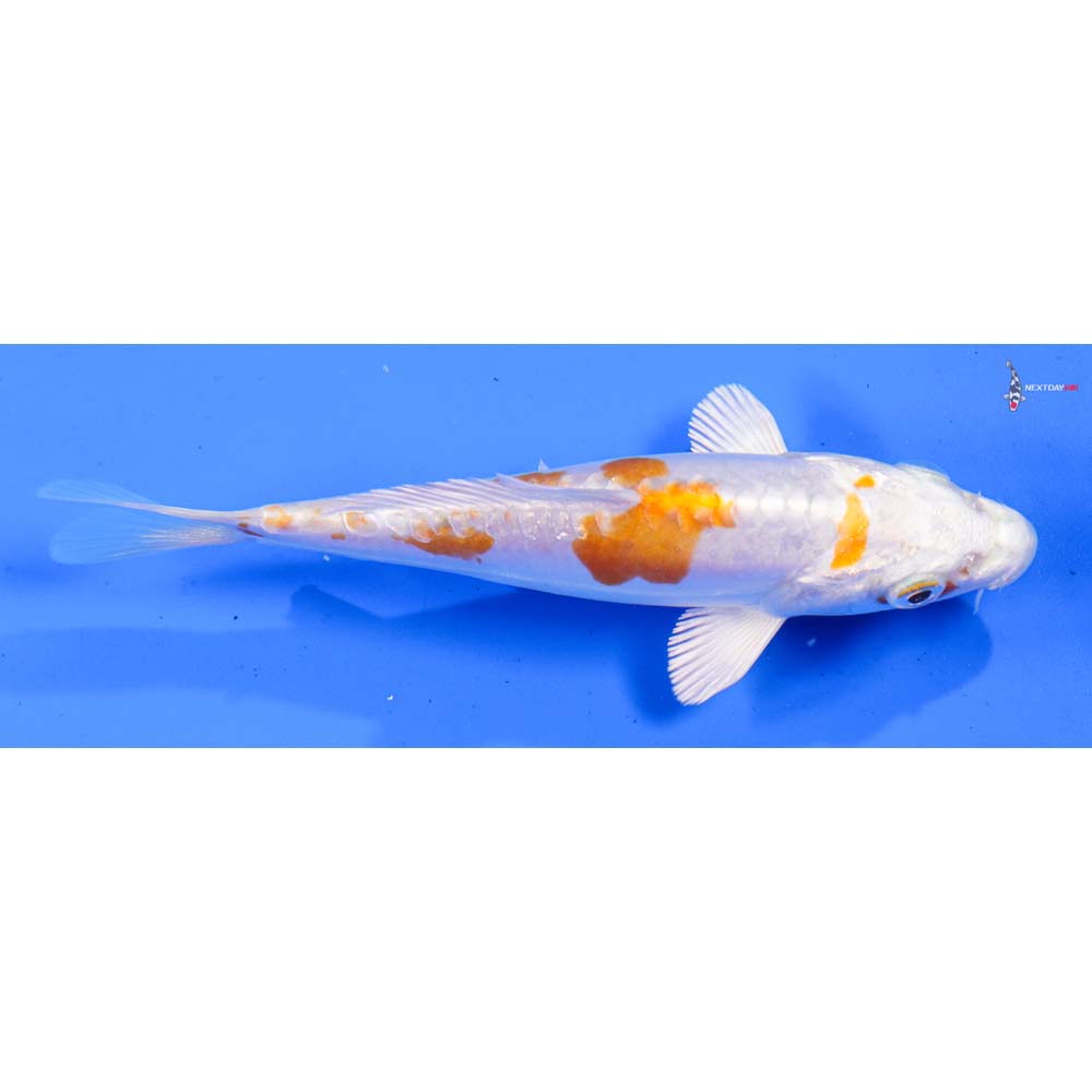 5” Imported Kikusui