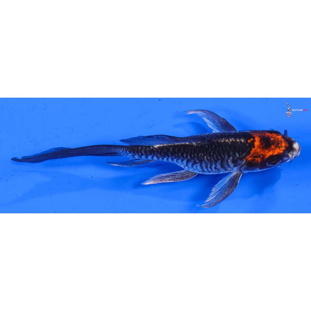 5” Imported Kujaku Butterfly Koi