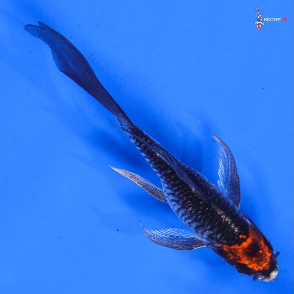 5” Imported Kujaku Butterfly Koi