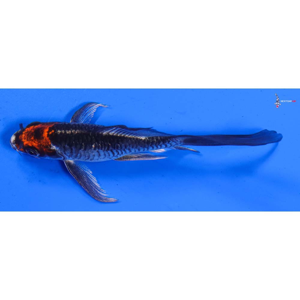 5” Imported Kujaku Butterfly Koi