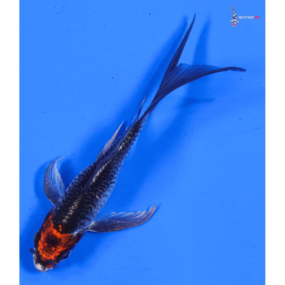 5” Imported Kujaku Butterfly Koi