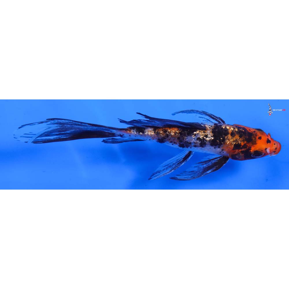 5” Imported Gin Rin Sanke Butterfly Koi