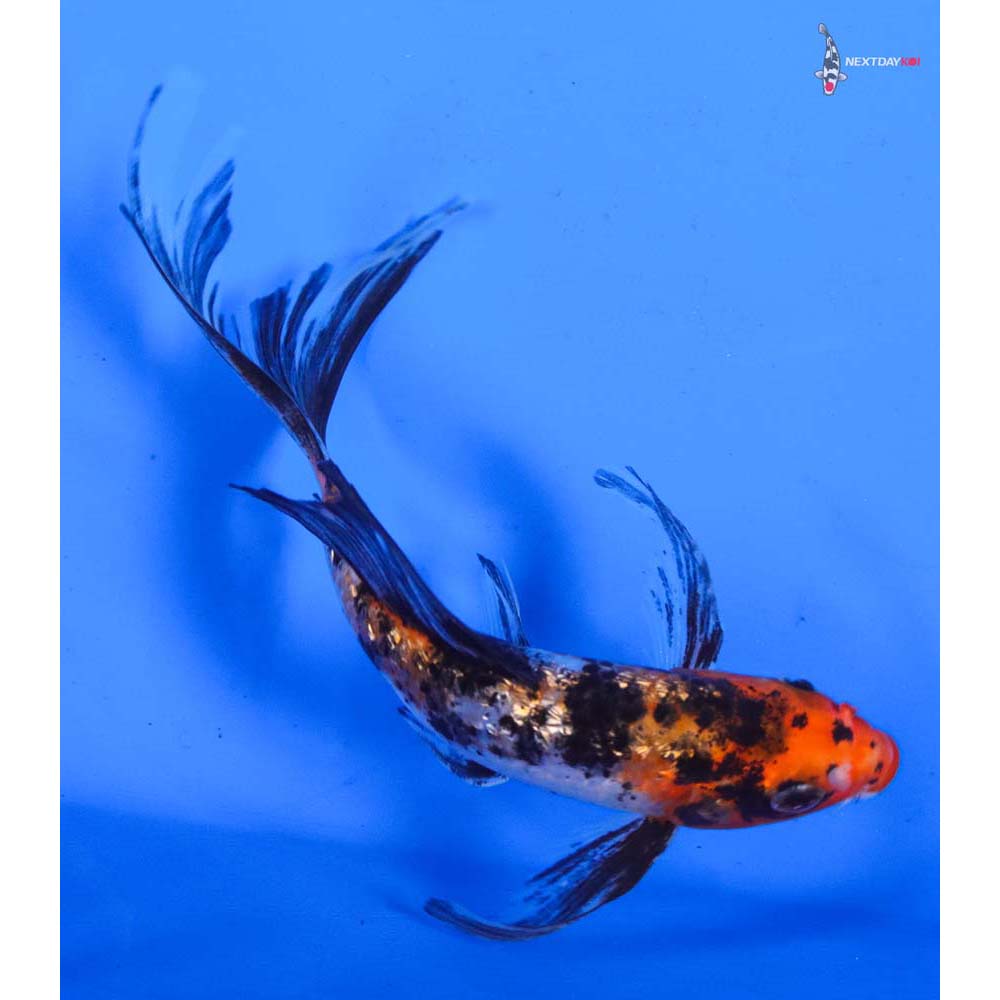 5” Imported Gin Rin Sanke Butterfly Koi
