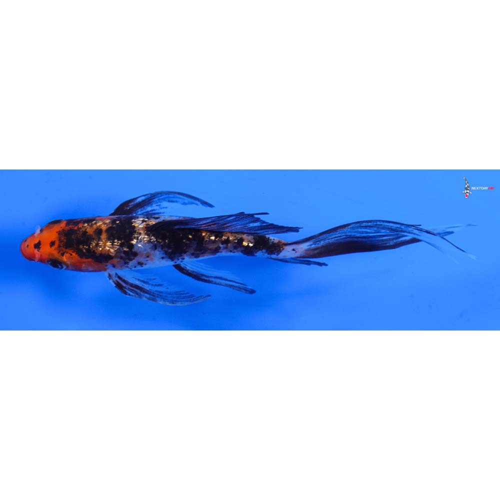 5” Imported Gin Rin Sanke Butterfly Koi