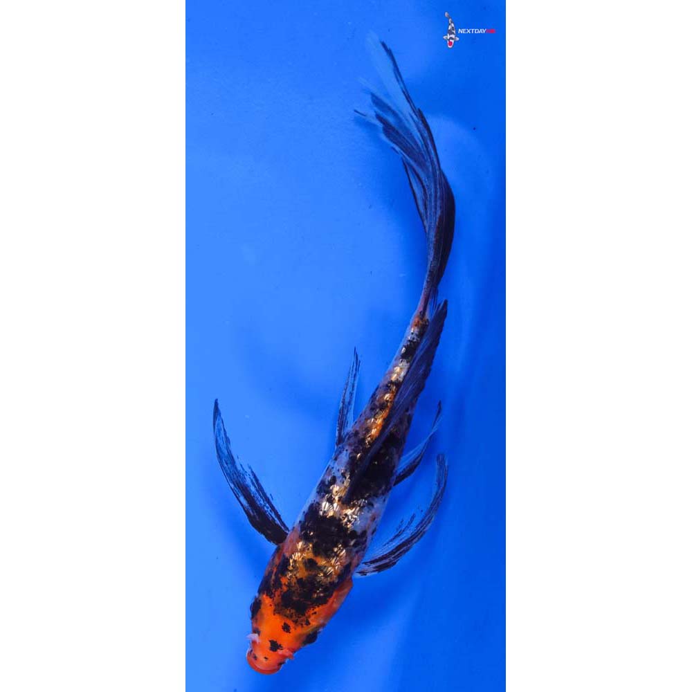 5” Imported Gin Rin Sanke Butterfly Koi
