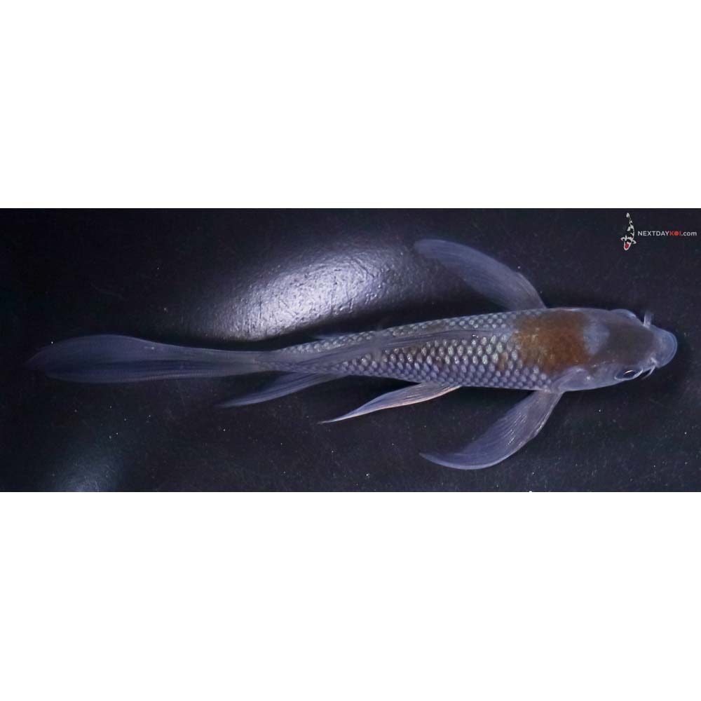 5.5” Imported Ochiba Shigure Butterfly Koi