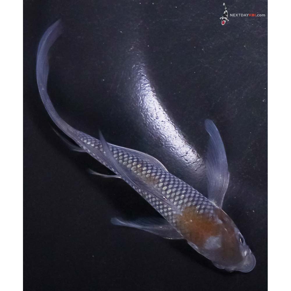 5.5” Imported Ochiba Shigure Butterfly Koi