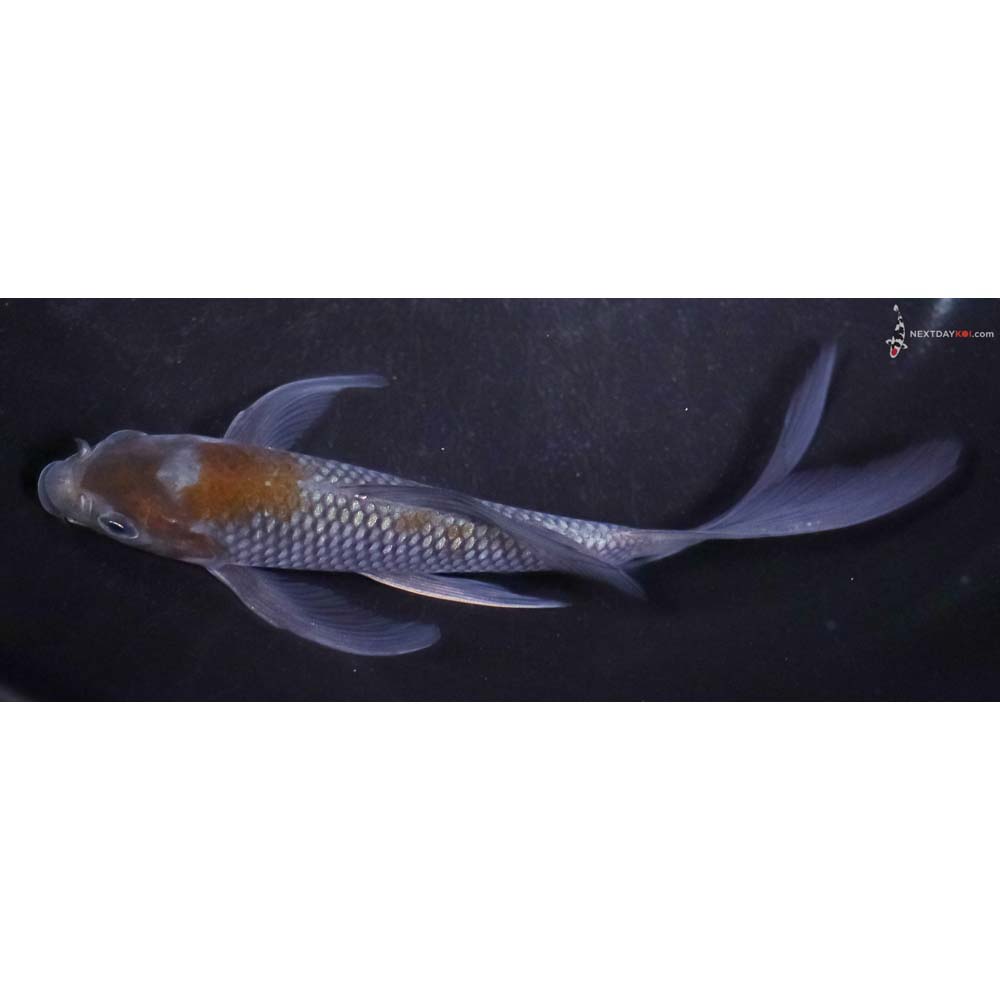 5.5” Imported Ochiba Shigure Butterfly Koi
