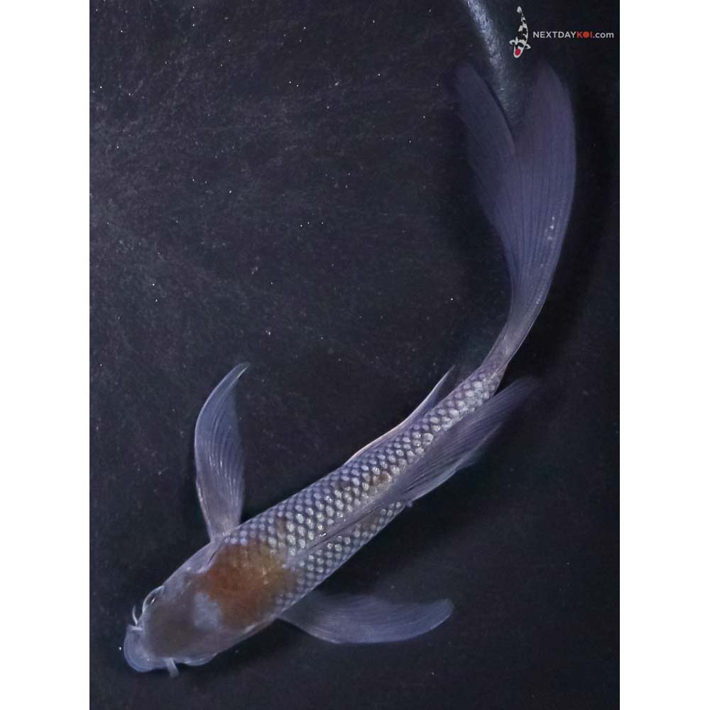 5.5” Imported Ochiba Shigure Butterfly Koi