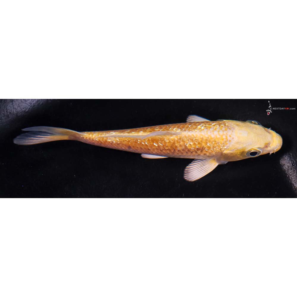 4.5” Imported Gin Rin Yamabuki Ogon