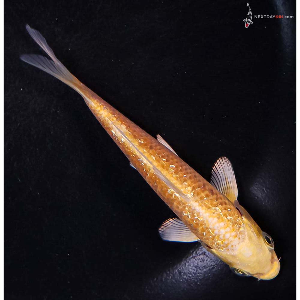 4.5” Imported Gin Rin Yamabuki Ogon