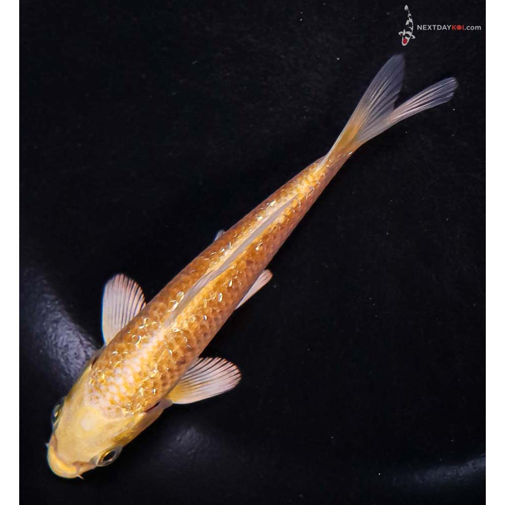 4.5” Imported Gin Rin Yamabuki Ogon