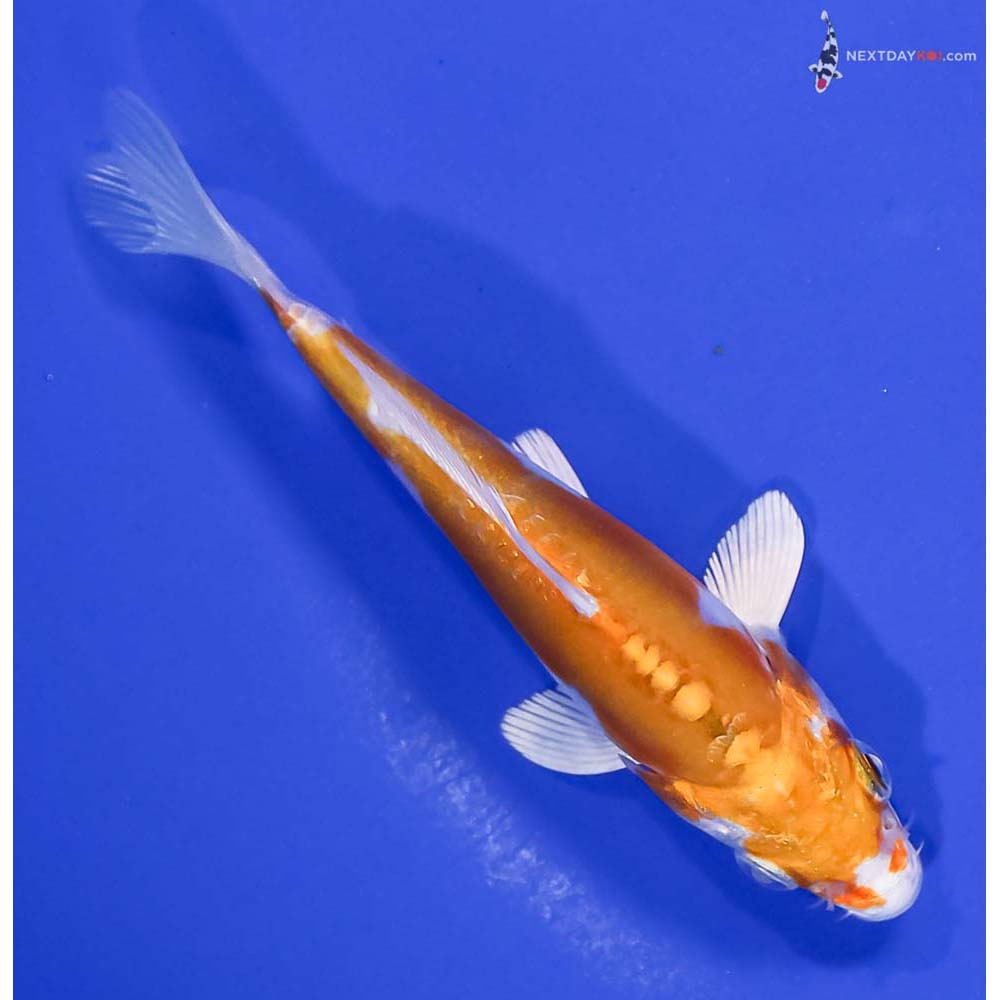 4.5” Imported Kikusui