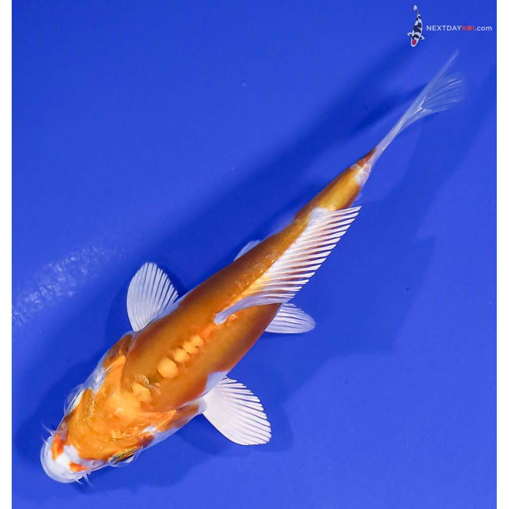 4.5” Imported Kikusui