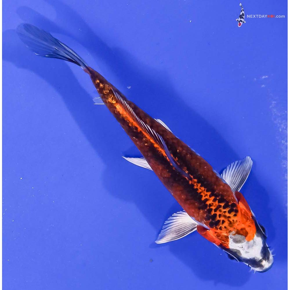 4.5” Imported Kujaku