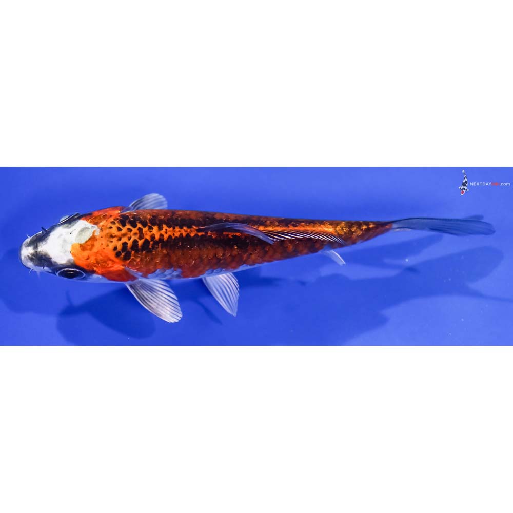 4.5” Imported Kujaku