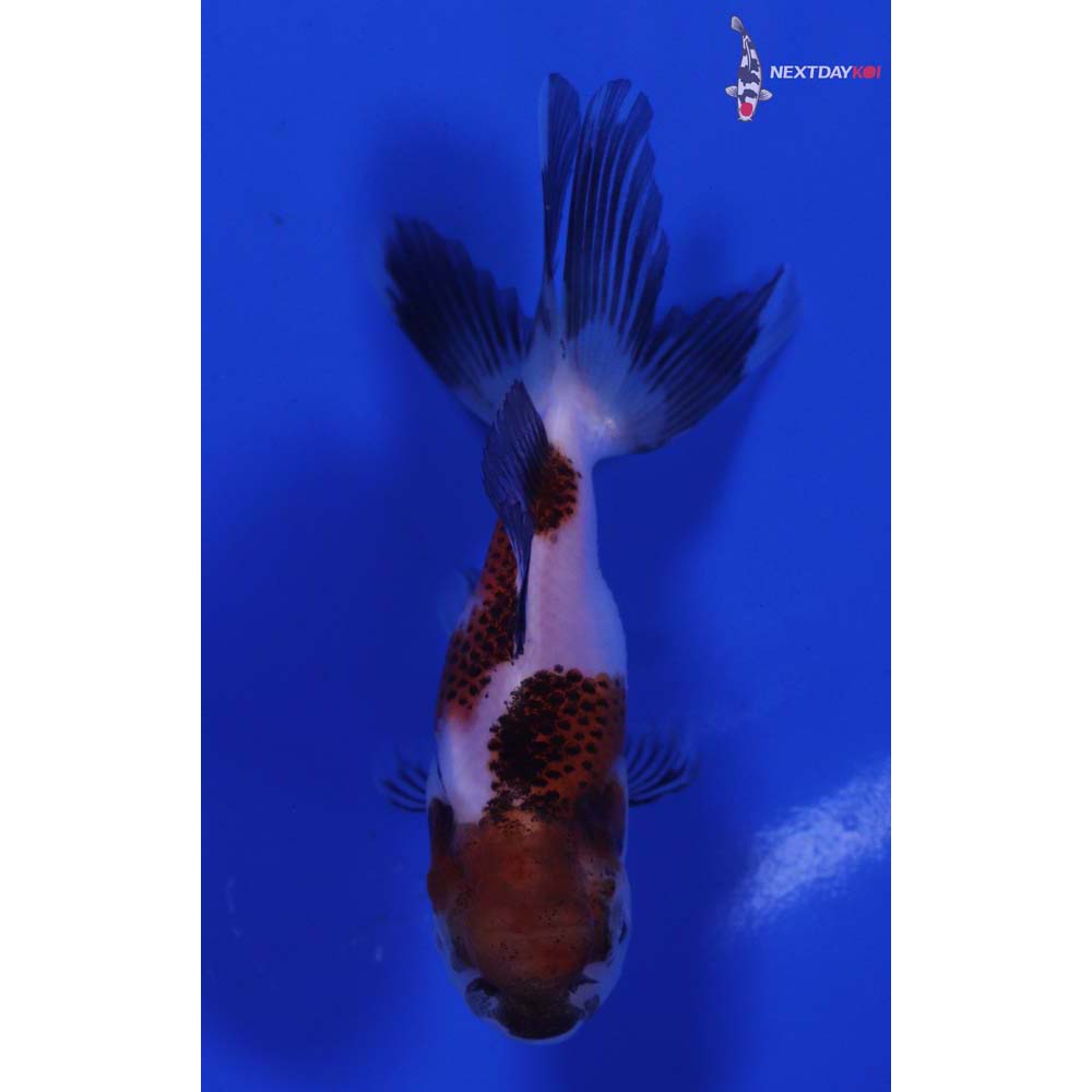 3.5” Imported Tri Color Panda Oranda