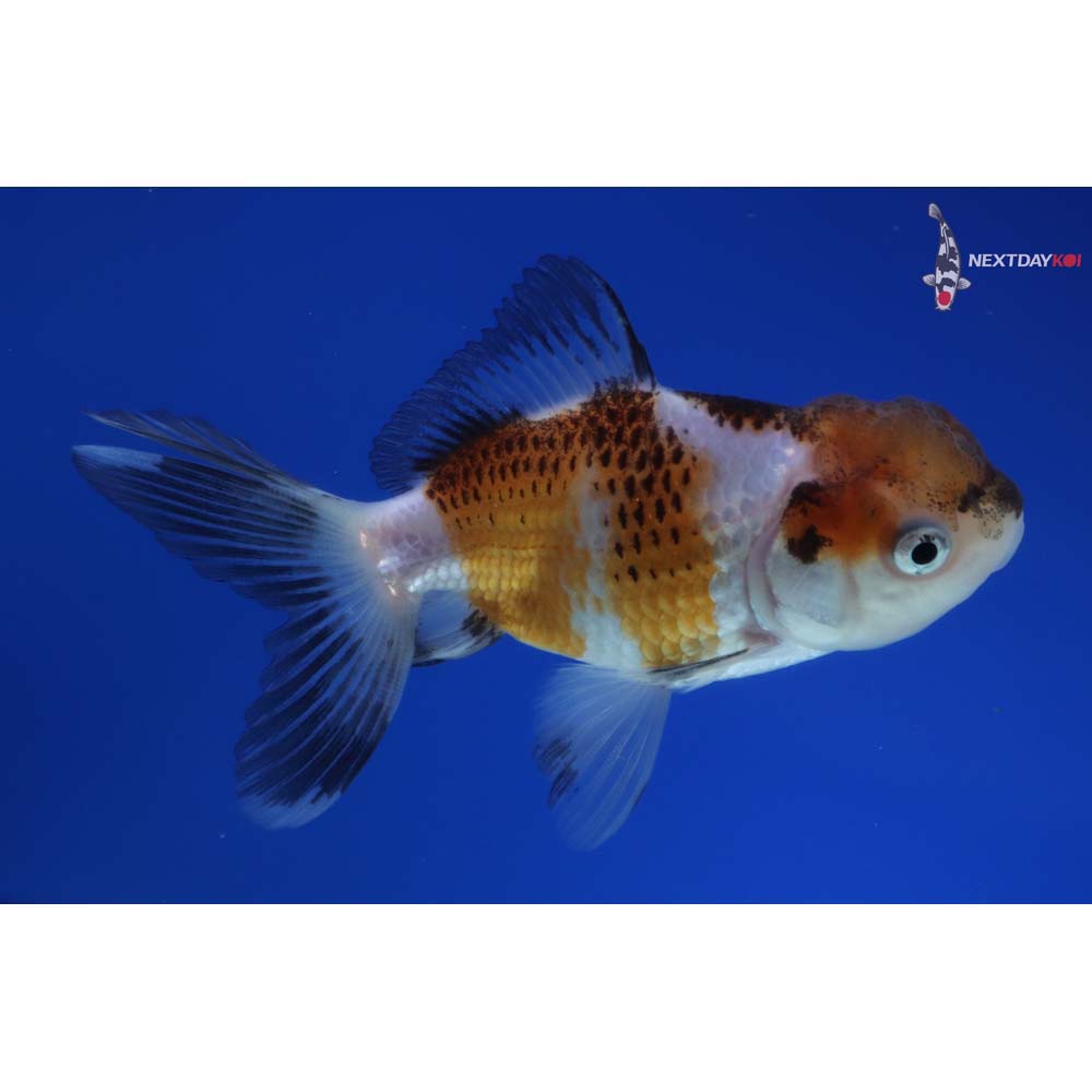 3.5” Imported Tri Color Panda Oranda
