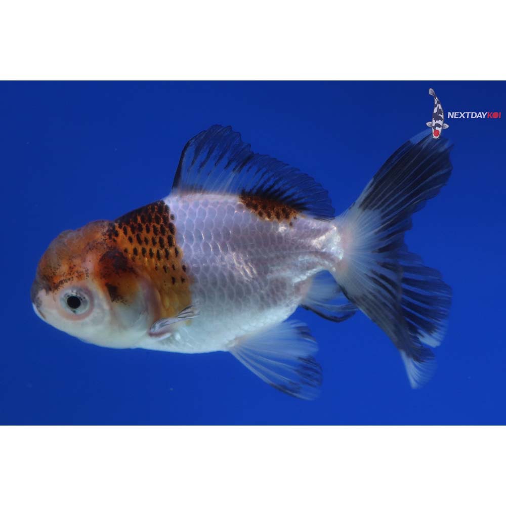 3.5” Imported Tri Color Panda Oranda