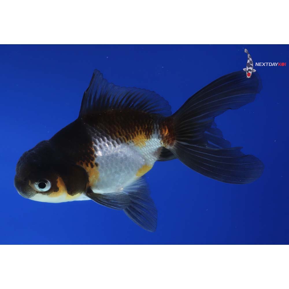 4” Imported Tri Color Panda Oranda