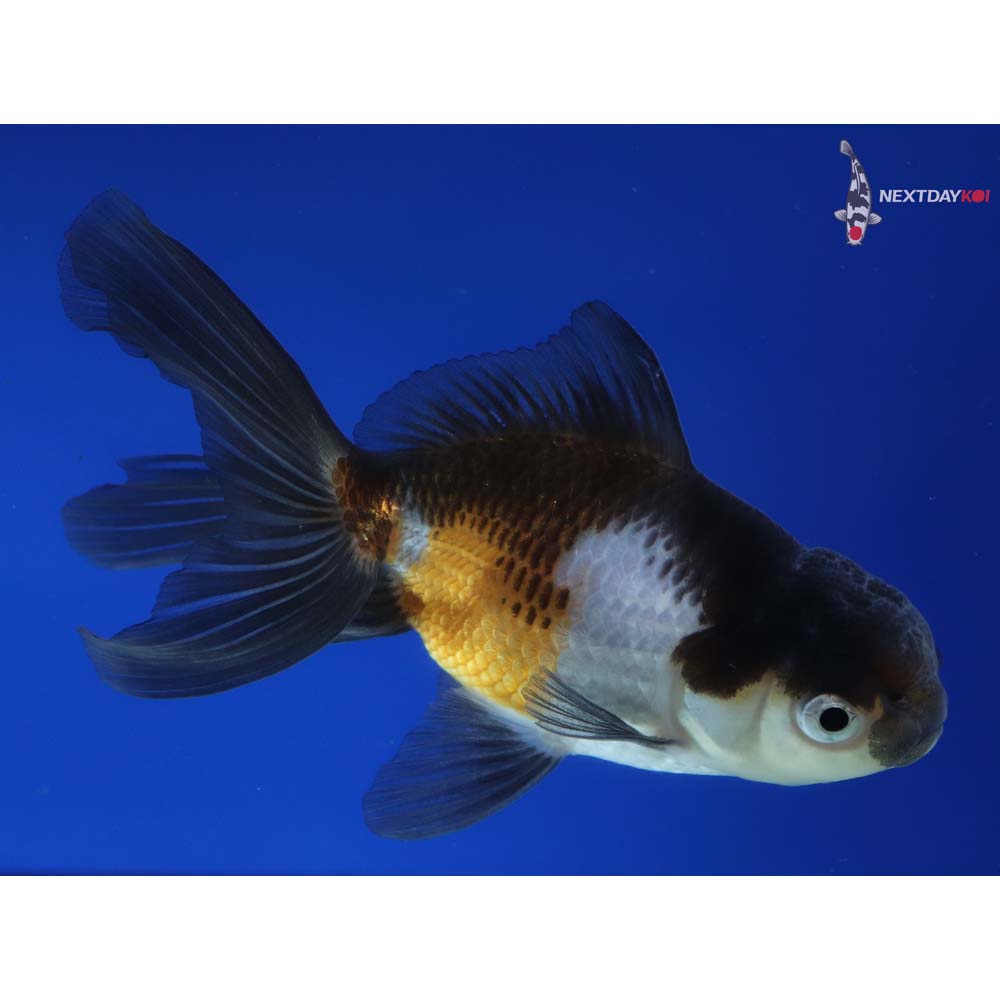 4” Imported Tri Color Panda Oranda