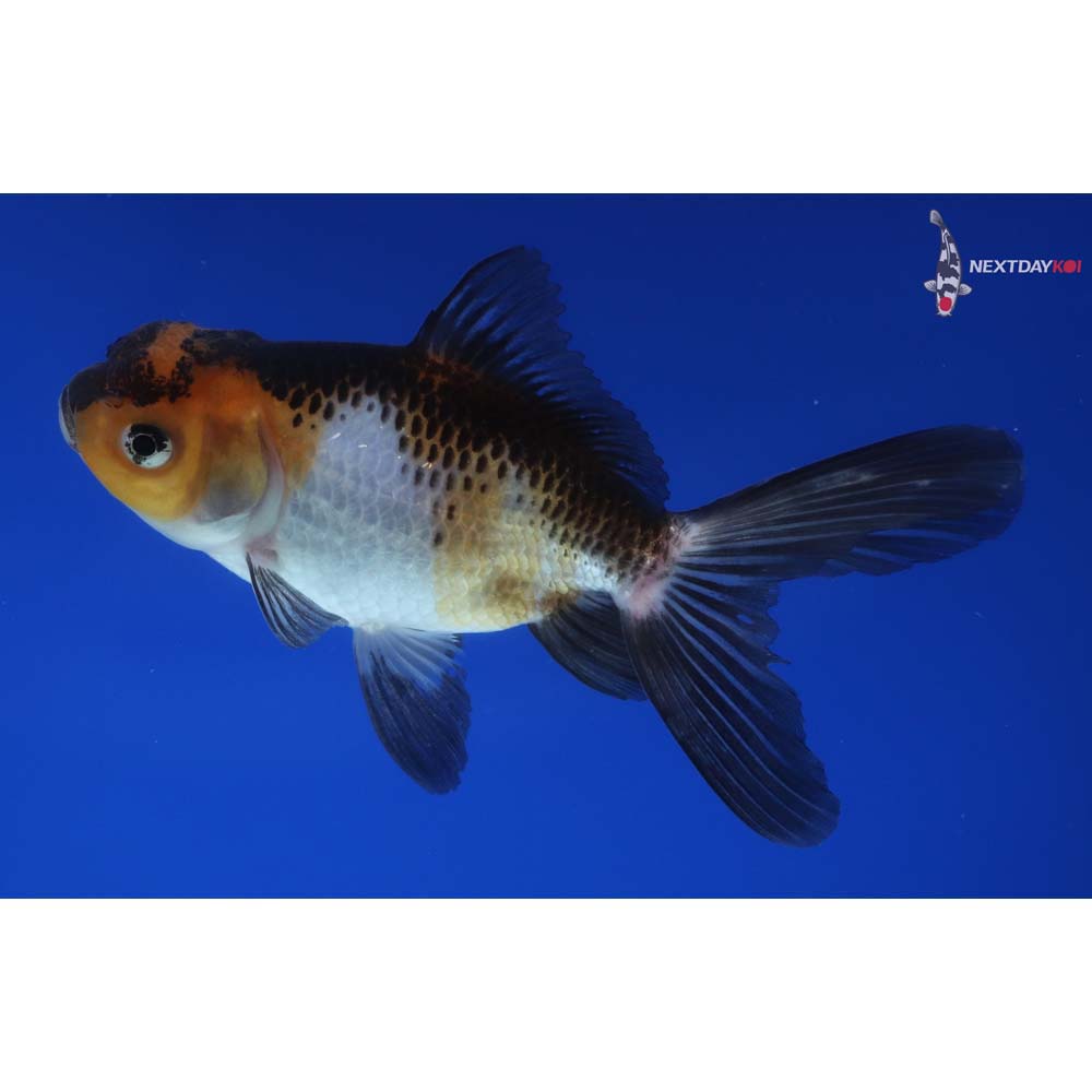 4” Imported Tri Color Panda Oranda