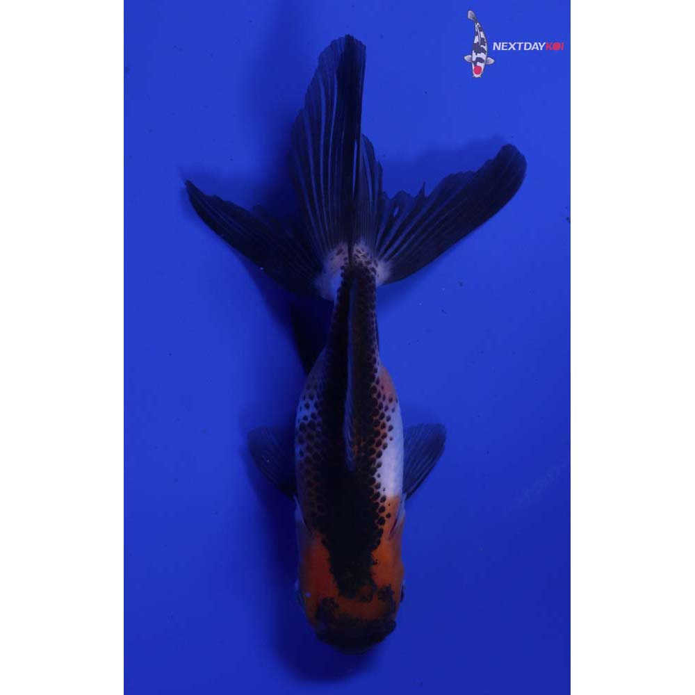 4” Imported Tri Color Panda Oranda