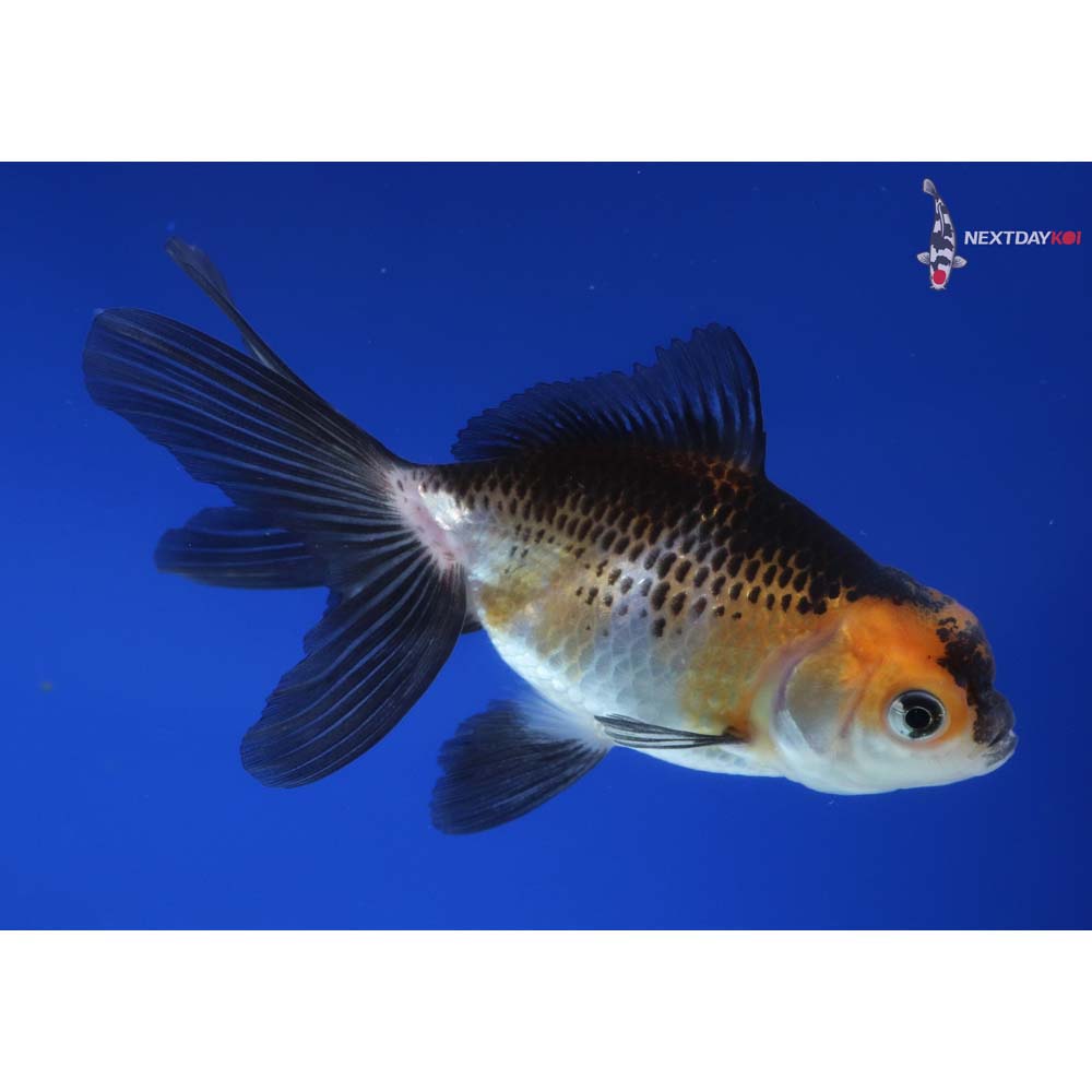 4” Imported Tri Color Panda Oranda